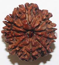 10 mukhi 26926 24mm